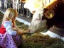 Ferienwohnung: Seeon, Chiemsee, Bayern